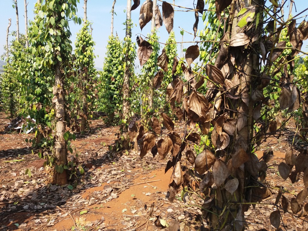 Vườn tiêu nhà Trần Minh Nhật đang bị chết khô do bị đầu độc