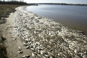 Massive death of fish in Vietnam's central coastal region in April-June, 2016 due to polluted water with toxic waste discharged by Taiwanese Formosa steel plant