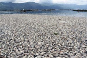 En-mass fish death in Vietnam's central coastal region due to Formosa illegal discharge of toxic waste