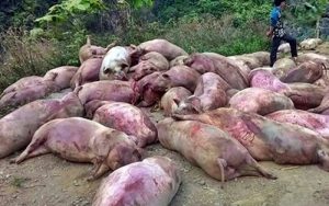 Taiwanese Vinh Phuoc Company threw numerous dead pigs into upstream of the Saigon River
