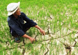 Mekong Delta suffers severe drought this year