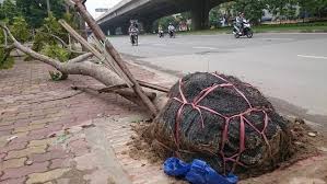 Falling tree show how it was planted by Hanoi workers