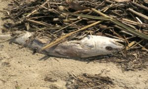 Xác cá chết trôi vào bờ biển Nhật Lệ (ảnh: M.Phong)