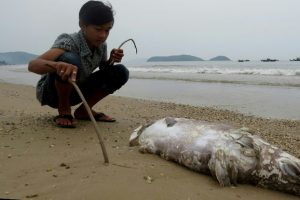 Một cậu bé nhìn một con cá chết trên bãi biển huyện Quảng Trạch, tỉnh Quảng Bình hôm 20/4/2016.