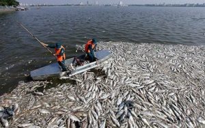 Theo báo chí VN, chính quyền thành phố Hà Nội đang huy động vớt hơn 200 tấn cá chết ở Hồ Tây để đưa đi chôn lấp. 