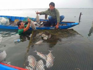 Cá nuôi lồng và cá tự nhiên tại đầm Lập An, tỉnh Thừa Thiên- Huế chết hàng loạt trong những ngày qua khiến người nuôi và dân chúng địa phương hoang mang.