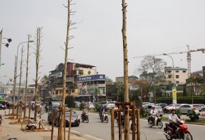Newly-planted trees in Nguyen Chi Thanh cannot  grow in urban areas